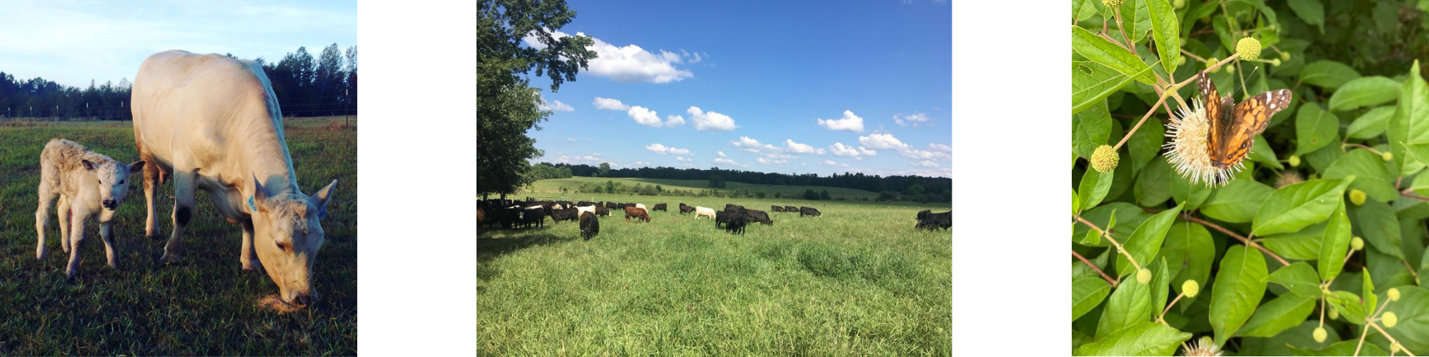 Southern Cross Farm